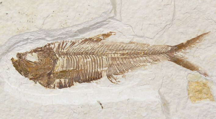 Diplomystus Fossil Fish - Wyoming #22330